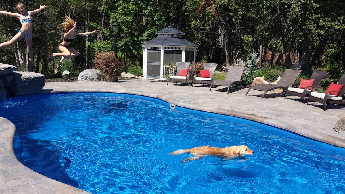 Pet Friendly Swimming Pools A composite swimming pool with a dog