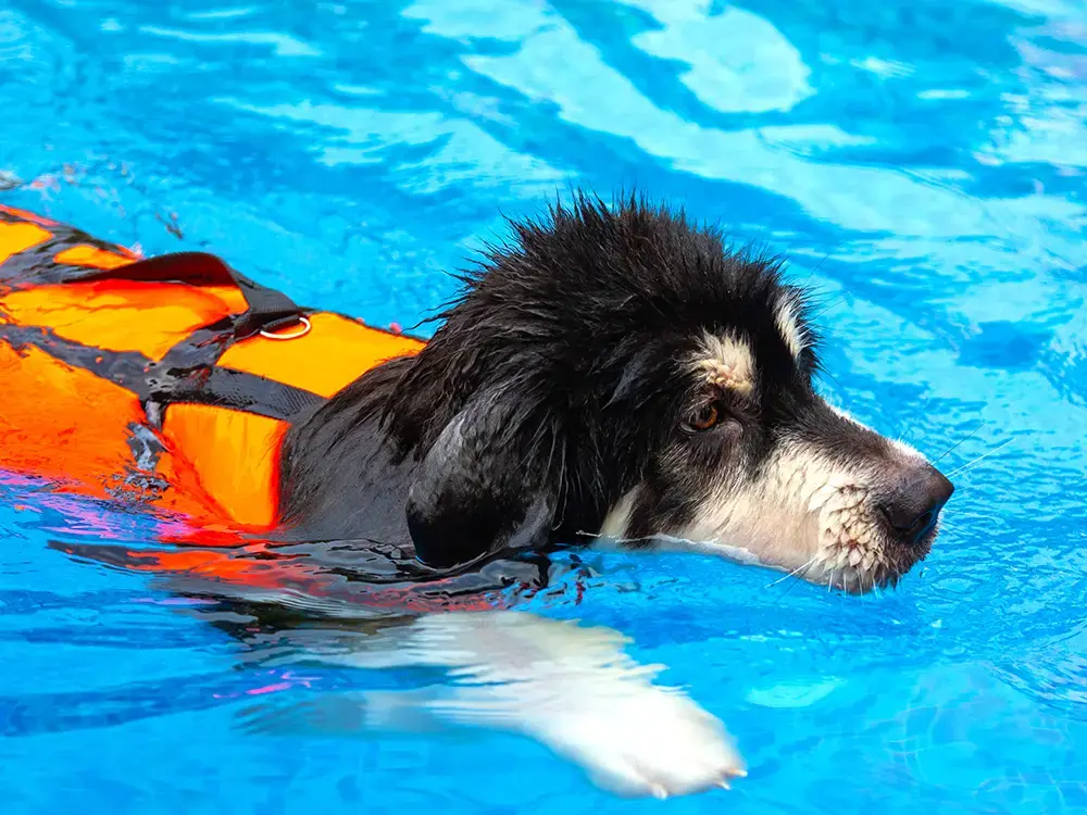 paws and pools - the advantages of fiberglass pools for pets
