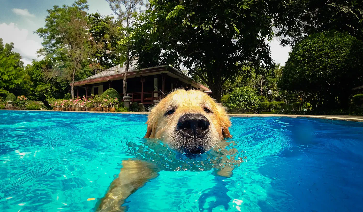 Why fiberglass pools are perfect for pet-friendly families